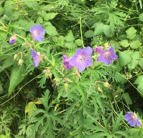 Meadow Crane's-bill