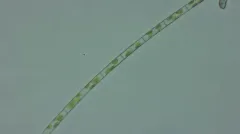 Aulacoseira granulata thumbnail 2