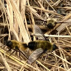 Tawny-tailed Bee Fly thumbnail 3