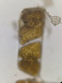 Isthmia nervosa thumbnail 2