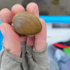 Hickorynut thumbnail 2