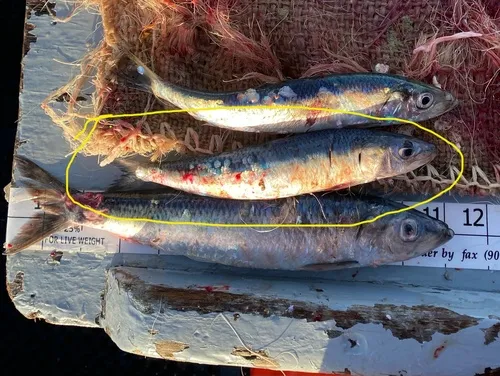 Pacific Sardine
