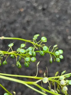 Wild Candytuft thumbnail 1