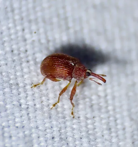 Tawny Ash Weevil
