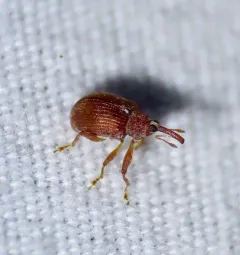 Tawny Ash Weevil thumbnail 1