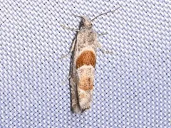 Eucosma apacheana thumbnail 2