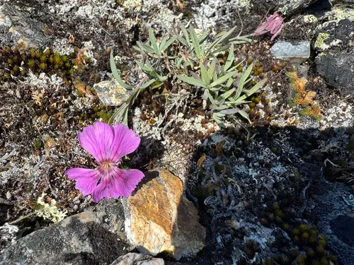 Northern Pink