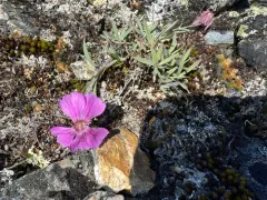 Northern Pink thumbnail 1