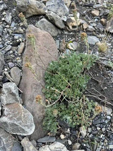Pacific Alpine Wormwood