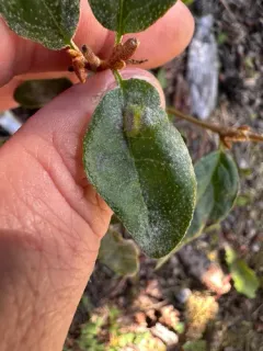 Podosphaera shepherdiae thumbnail 1