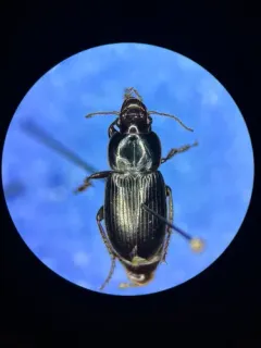 Cautious Harp Ground Beetle thumbnail 2