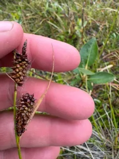 Roundfruit Sedge thumbnail 1