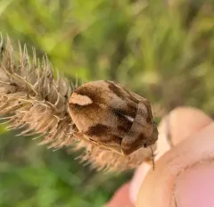 Homaemus aeneifrons thumbnail 3