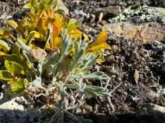 Fernleaf False Candytuft thumbnail 1