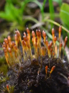 Bolander's bruchia thumbnail 2