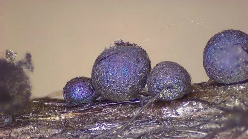 Lamproderma acanthosporum