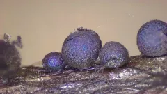 Lamproderma acanthosporum thumbnail 1