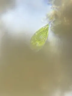 Phacus elegans thumbnail 3