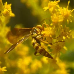 Ceratogastra ornata thumbnail 2