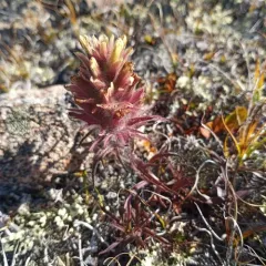 Northern Paintbrush thumbnail 1