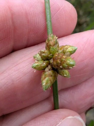 Weak-stalked Bulrush