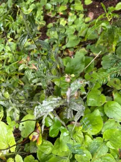 Podosphaera phtheirospermi thumbnail 2
