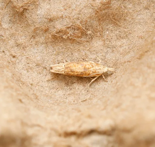 Pale-headed Eucosma Moth