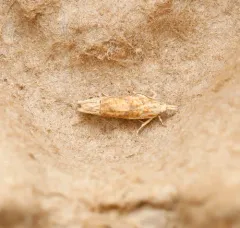 Pale-headed Eucosma Moth thumbnail 1