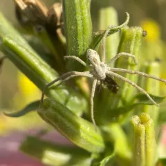 Attractive Running Crab Spider thumbnail 1
