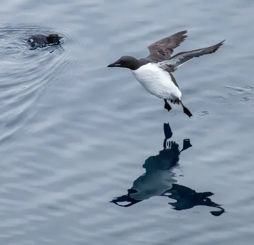 Thick-billed Murre