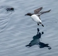 Thick-billed Murre thumbnail 1