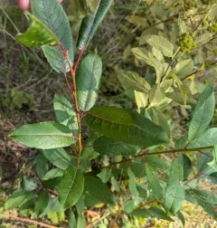 Balsam Willow thumbnail 2