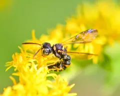 Cerceris kennicottii thumbnail 3