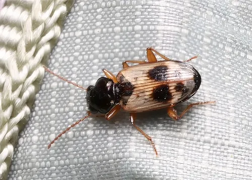 Bembidion flohri