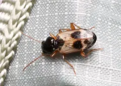 Bembidion flohri thumbnail 1