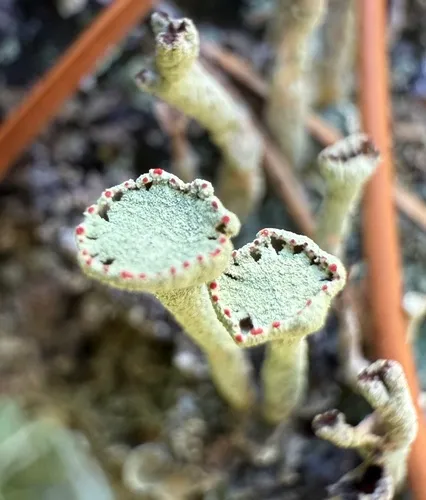 Lesser Sulphur-cup Lichen