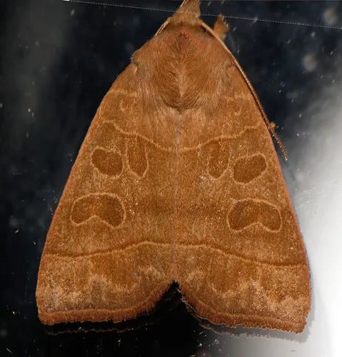 Ipimorpha nanaimo