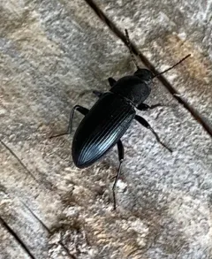 Spurred Darkling Beetle thumbnail 2