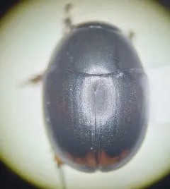 Sphaeridium bipustulatum thumbnail 1