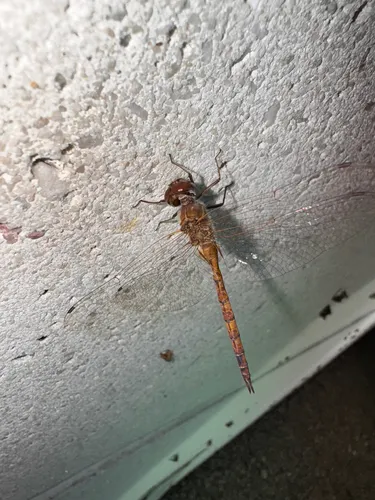 Coppery Emerald