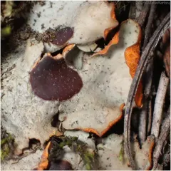 Chocolate Chip Lichen thumbnail 1
