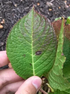 Cercospora hydrangeae thumbnail 4