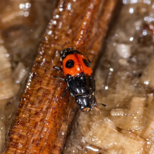 Bloody Sap Beetle