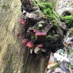 Dacryopinax elegans thumbnail 2