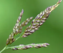 redtop panicgrass thumbnail 2