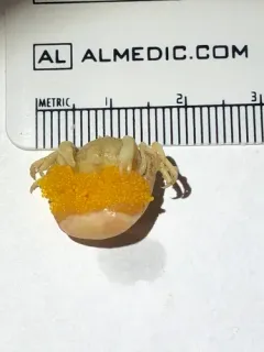 Grooved Mussel Crab thumbnail 1