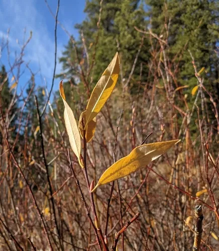 drummond's willow