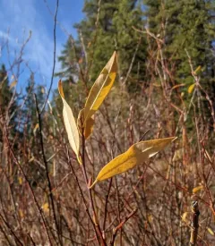 drummond's willow thumbnail 1