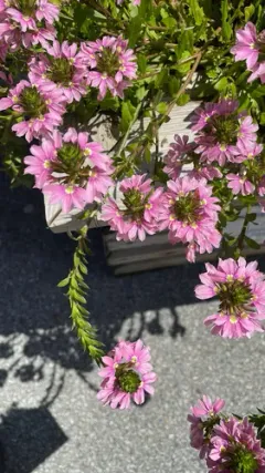 Fairy Fan-flower thumbnail 2