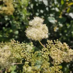 Meadowsweet thumbnail 4